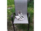 Adopt Elizabeth a Gray, Blue or Silver Tabby Domestic Shorthair (short coat) cat