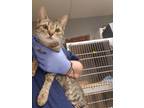 Adopt Zebra a Domestic Shorthair / Mixed cat in Birdsboro, PA (41464898)