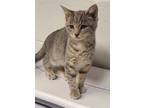 Adopt Jersey a Domestic Shorthair / Mixed cat in Birdsboro, PA (41464895)