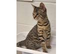 Adopt Shorthorn a Domestic Shorthair / Mixed cat in Birdsboro, PA (41464894)