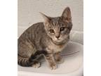 Adopt Ayrshire a Domestic Shorthair / Mixed cat in Birdsboro, PA (41464893)