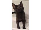 Adopt Guernsey a Domestic Shorthair / Mixed cat in Birdsboro, PA (41464892)