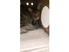 Adopt Pepper a Domestic Longhair / Mixed cat in Birdsboro, PA (41464891)