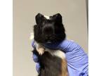 Adopt Histogram a Guinea Pig