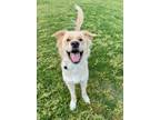 Adopt Forrest a Brindle Great Pyrenees / Mixed Breed (Medium) / Mixed (short