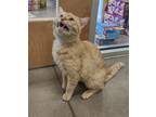 Adopt Grits a Orange or Red Domestic Shorthair / Domestic Shorthair / Mixed cat