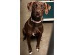 Adopt Coco a Brown/Chocolate Labrador Retriever / Mixed dog in Bowling Green