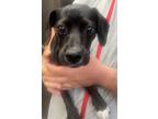 Adopt Diane a Black Beagle / Mixed Breed (Medium) / Mixed (short coat) dog in