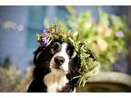 Adopt Fernilious (Fern) a Black - with White Border Collie / Mixed dog in