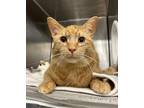 Adopt Snoop Cat a Orange or Red Domestic Shorthair / Domestic Shorthair / Mixed