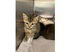 Adopt Bebe a Tan or Fawn Domestic Shorthair / Domestic Shorthair / Mixed cat in