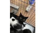 Adopt Catelyn a All Black Domestic Shorthair / Domestic Shorthair / Mixed cat in