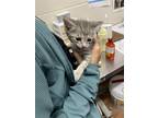 Adopt Ben a Gray or Blue Domestic Mediumhair / Domestic Shorthair / Mixed cat in