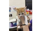 Adopt Jerry a Orange or Red Domestic Mediumhair / Domestic Shorthair / Mixed cat