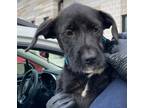 Adopt Dazs a Black Mixed Breed (Small) / Mixed dog in Atlanta, GA (41465012)