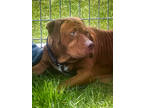 Adopt Timothie - IN FOSTER a Red/Golden/Orange/Chestnut Bull Terrier / Mixed dog