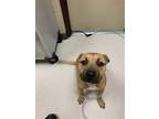Adopt Wanda a Brown/Chocolate Boxer / Mixed dog in Irving, TX (39727439)