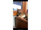 Adopt Minnie a Gray or Blue Domestic Shorthair / Mixed (short coat) cat in