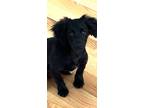 Adopt Blossom a Black Dachshund / Terrier (Unknown Type, Small) / Mixed dog in