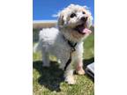 Adopt Bruno aka buddy a Shih Tzu dog in Windsor, CO (41330429)