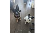 Adopt Oreo a Black - with White Australian Cattle Dog / Australian Cattle Dog /