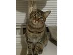Adopt Toko a Brown Tabby Domestic Shorthair / Mixed (short coat) cat in Albany