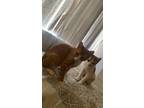 Adopt Casper & Max a Orange or Red (Mostly) American Wirehair / Mixed (medium