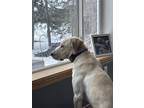 Adopt Jake a White - with Tan, Yellow or Fawn Labrador Retriever / Mixed dog in