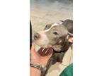 Adopt Reign a Gray/Silver/Salt & Pepper - with White American Pit Bull Terrier /
