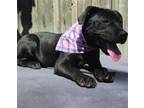 Adopt Lilly a Black Labrador Retriever / Mixed dog in Corinth, MS (40952778)