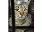 Adopt a Domestic Shorthair / Mixed cat in Raleigh, NC (41464887)