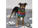 Adopt 24-05-1503b Pepito a Shepherd (Unknown Type) / Mixed dog in Dallas
