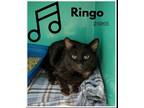 Adopt Ringo a Domestic Mediumhair / Mixed cat in Oak Ridge, TN (41463526)