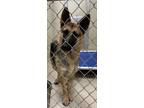 Adopt 18852 a German Shepherd Dog / Mixed dog in Covington, GA (41463509)