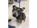 Adopt 18853 a Pit Bull Terrier / Rottweiler / Mixed dog in Covington