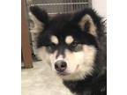 Adopt Dakota a Black - with White Alaskan Malamute / Mixed dog in Carlinville