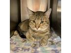 Adopt Hamphrey a Domestic Shorthair / Mixed cat in Edmonton, AB (41461826)