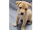 Adopt Kit a Tan/Yellow/Fawn Labrador Retriever / Terrier (Unknown Type