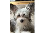 Adopt Fluffy a Chinese Crested dog in Windsor, CO (41379531)
