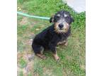 Adopt Kennedy a Fox Terrier (Wirehaired) dog in Windsor, CO (41464953)
