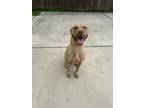 Adopt Karl a Red/Golden/Orange/Chestnut American Pit Bull Terrier / Mixed dog in