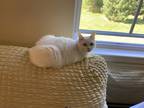 Adopt Pearl a White (Mostly) Ragdoll / Mixed (medium coat) cat in Paxton