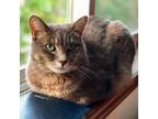 Adopt Belle a Gray, Blue or Silver Tabby Domestic Shorthair / Mixed (short coat)