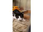 Adopt Mushroom a Domestic Shorthair / Mixed cat in Birdsboro, PA (41464899)