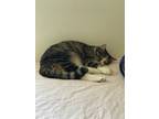 Adopt Alice a Tortoiseshell American Shorthair / Mixed (short coat) cat in