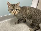 Adopt Cut a Brown Tabby Domestic Shorthair / Mixed Breed (Medium) / Mixed (short