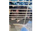 Adopt Picasso a Rat small animal in Portsmouth, VA (41318470)