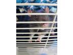 Adopt Gusono a Rat small animal in Portsmouth, VA (41318469)