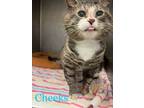 Adopt Cheeks a Domestic Shorthair / Mixed (short coat) cat in Portsmouth