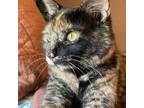 Adopt Rue a All Black Domestic Shorthair / Domestic Shorthair / Mixed cat in